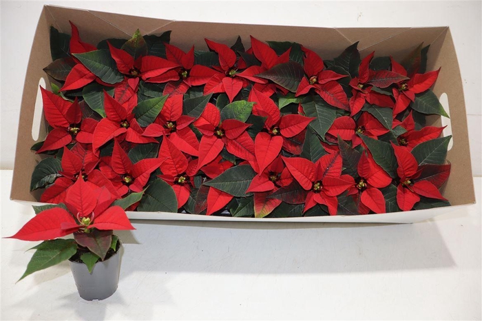 <h4>arr8 Euphor P Chr F Red</h4>