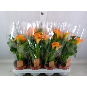 Zantedeschia  'Captain Brunello'
