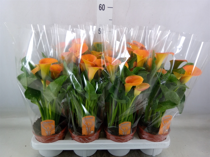 <h4>Zantedeschia  'Captain Brunello'</h4>