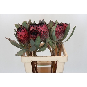 PROTEA MA RED BEAUTY