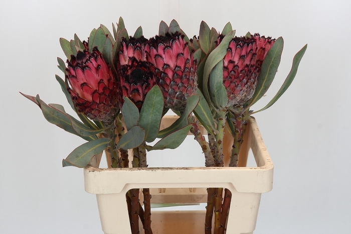 <h4>PROTEA MA RED BEAUTY</h4>