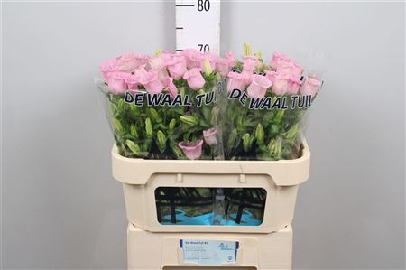 <h4>Camp M Pearl Pink</h4>