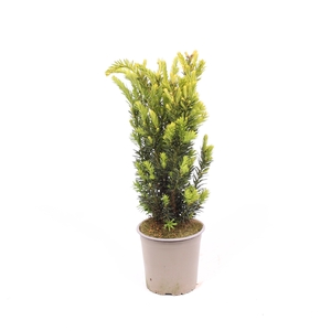 Taxus media 'Hillii'