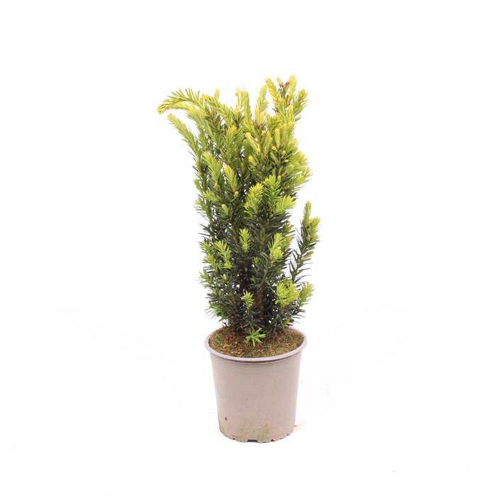 <h4>Taxus media 'Hillii'</h4>