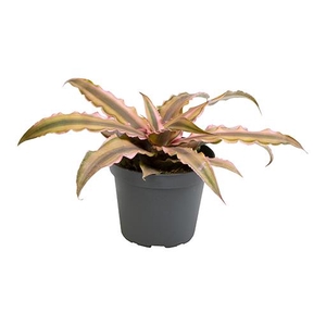 CRYPTANTHUS BIVITTATUS P6