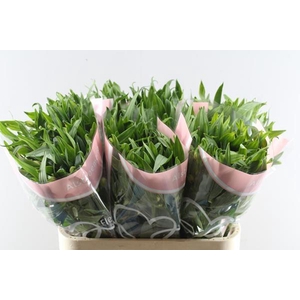 Alstr Elegance (l.rose)