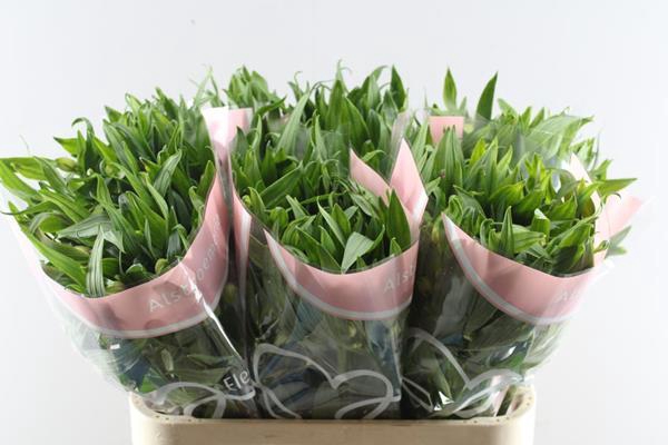 <h4>Alstr Elegance (l.rose)</h4>