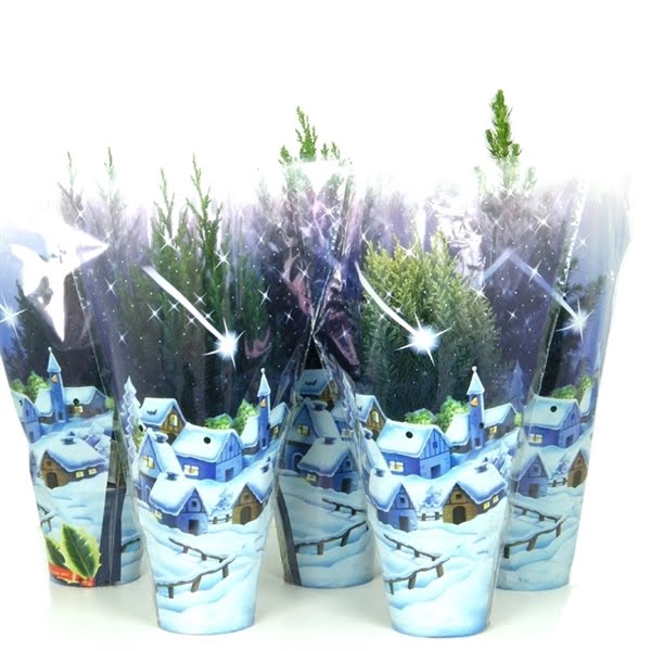 <h4>Coniferen Kerstmix blauwe hoes</h4>