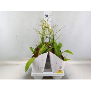 Oncidium   ...