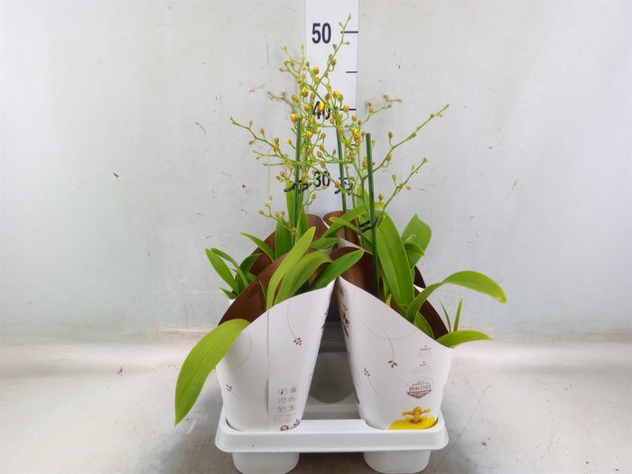 <h4>Oncidium   ...</h4>