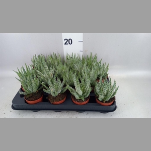 Aloe humilis