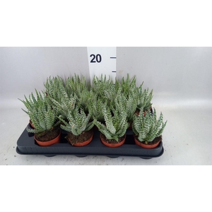 Aloe humilis