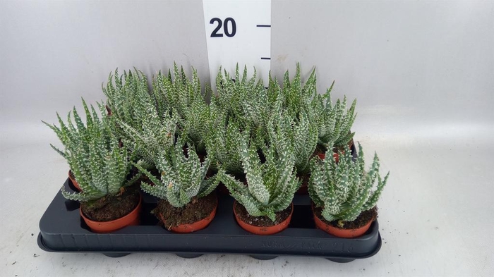 <h4>Aloe humilis</h4>