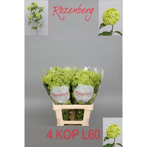 VIBURNUM ROSEUM ST