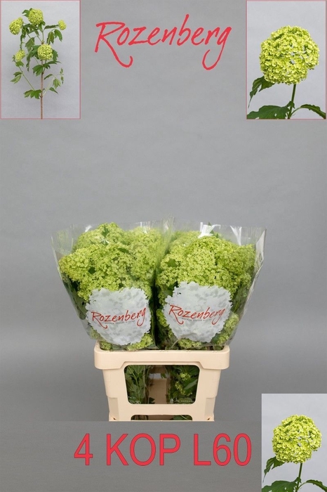 <h4>VIBURNUM ROSEUM ST</h4>
