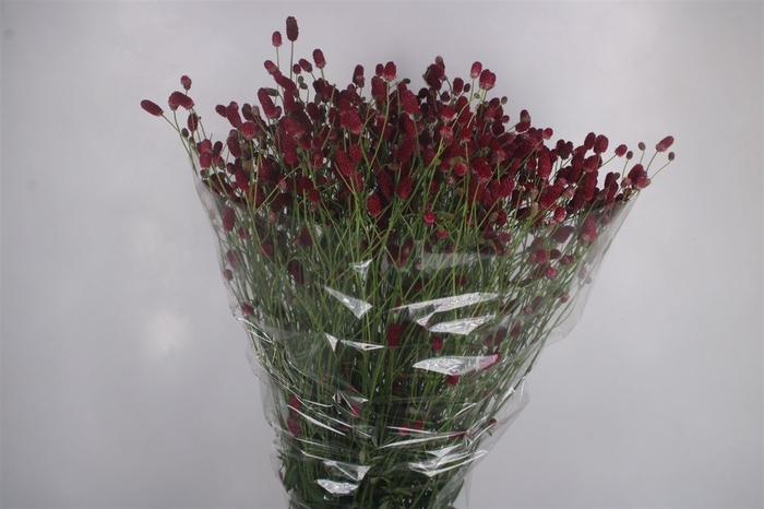 Sanguisorba Arnhem Red Extra