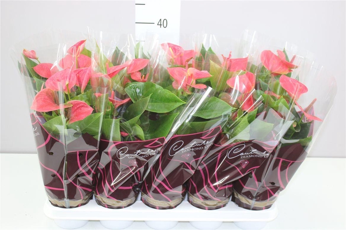 <h4>Anth An Roze</h4>