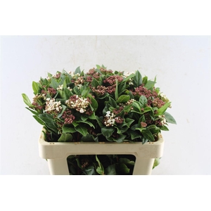 Viburnum Tinus Red Spirit
