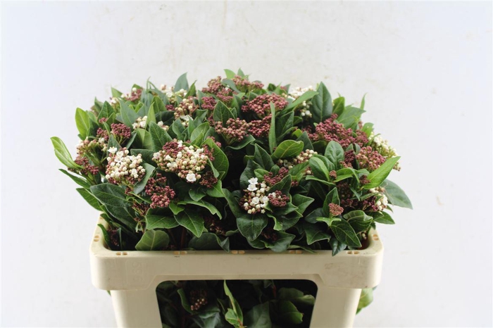<h4>Viburnum Tinus Red Spirit</h4>