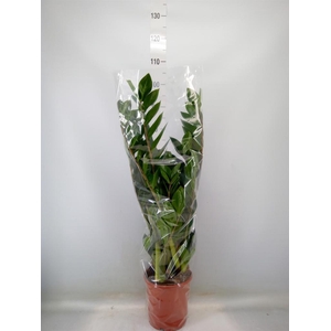 Zamioculcas zamiifolia