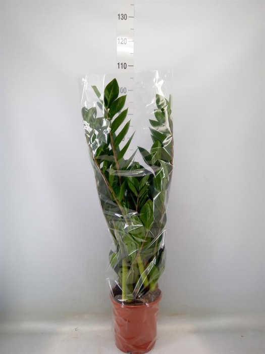 <h4>Zamioculcas zamiifolia</h4>