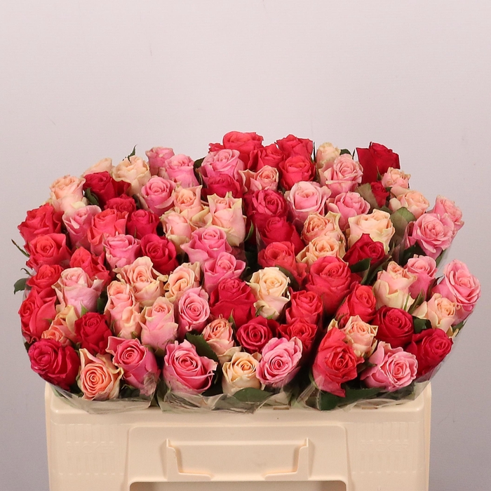 <h4>R GR TACAZZI GEM</h4>
