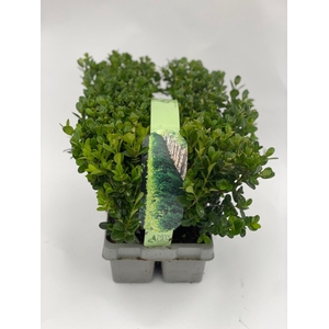 Buxus Newgen Freedom 6-pack