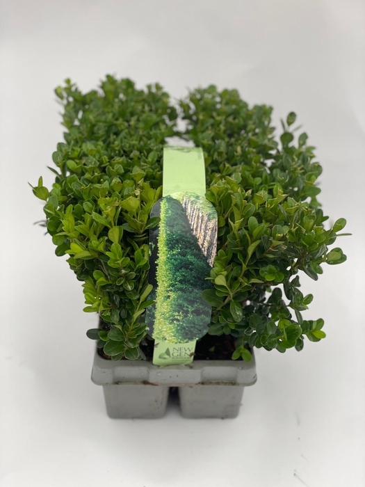 <h4>Buxus Newgen Freedom 6-pack</h4>