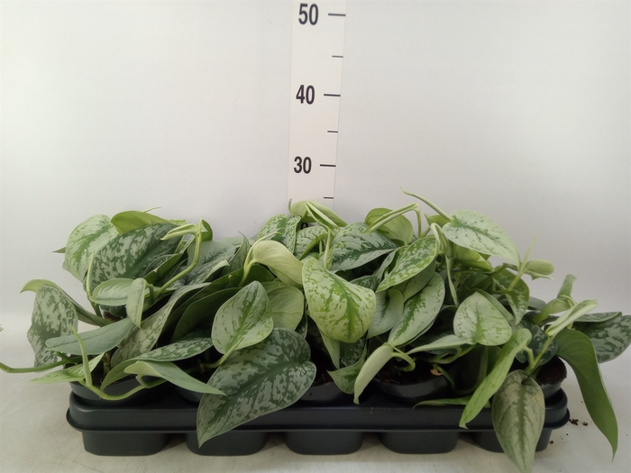 <h4>Scindapsus pictus 'Trebie'</h4>