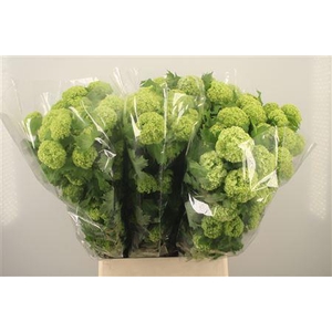 Viburnum Roseum St 4+