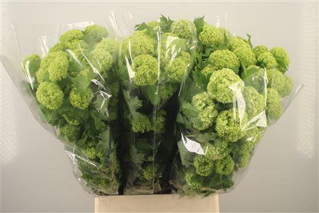 <h4>Viburnum Roseum St 4+</h4>