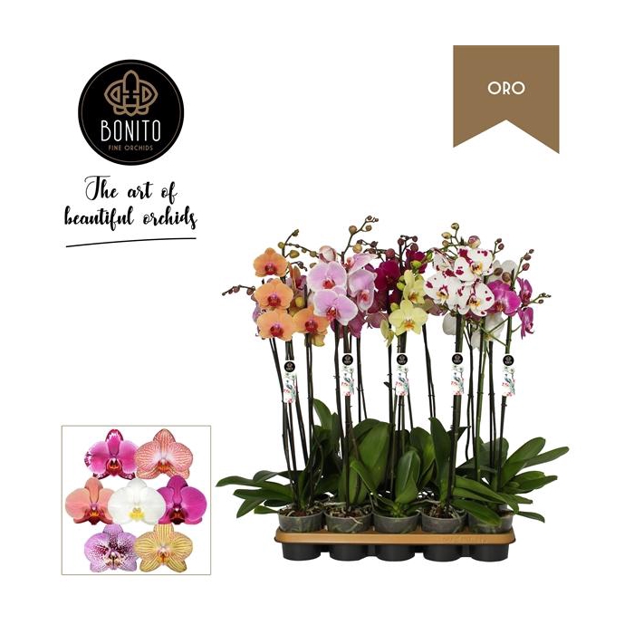 <h4>Phal. Oro mix - 2-Tak met 8 kleuren</h4>