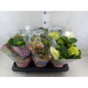 Hydrangea mac.   ...mix