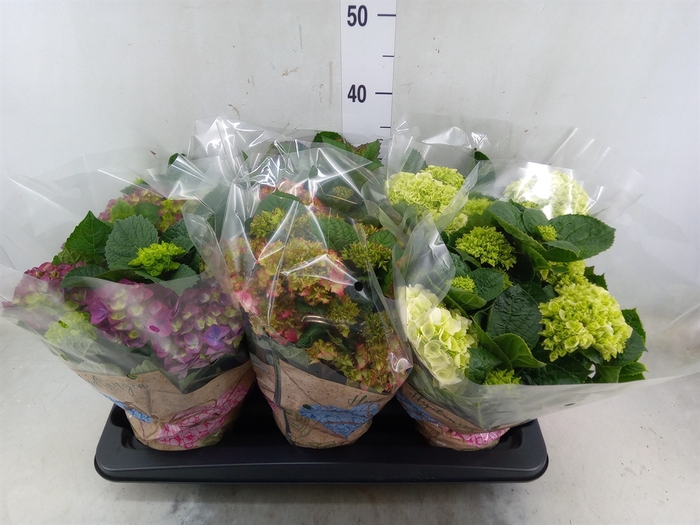 <h4>Hydrangea mac.   ...mix</h4>