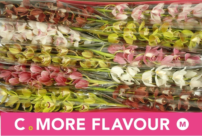 <h4>CYMB MI GEM</h4>