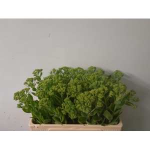 SEDUM SPECTABILE