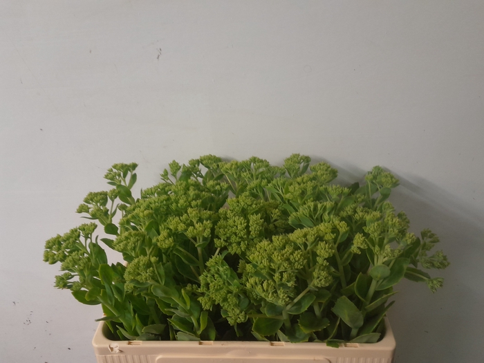 <h4>SEDUM SPECTABILE</h4>