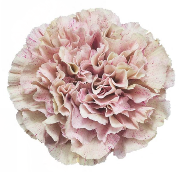 <h4>Di St Babylon Bicolor Pink 65cm CO</h4>