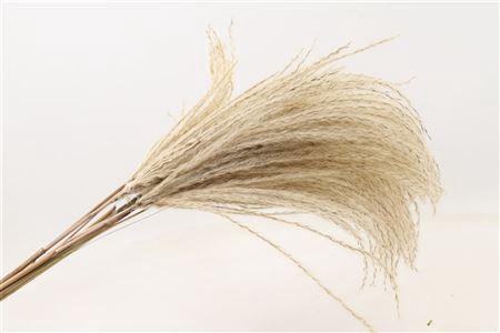 <h4>Dried Silver Grass Naturel 10 Pcs P Bunch</h4>