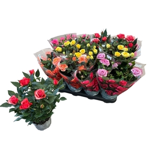 RO KORDANA GEM 5 SRT