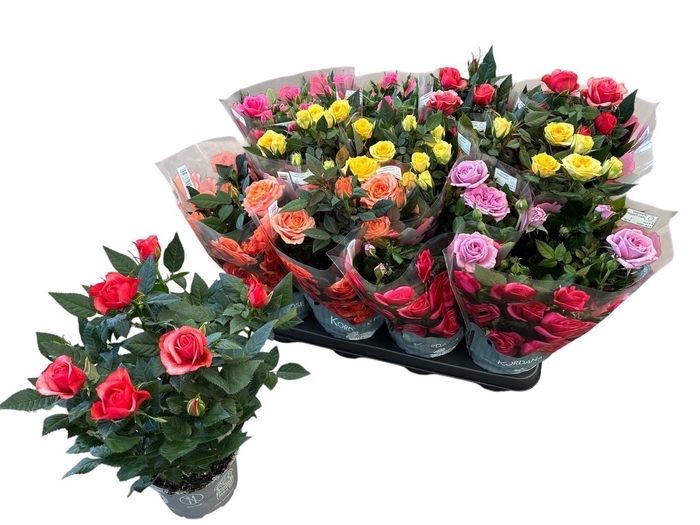 <h4>RO KORDANA GEM 5 SRT</h4>