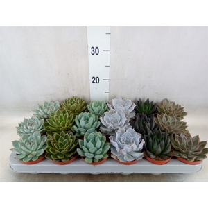 Echeveria   ...mix