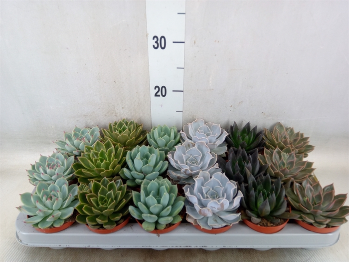<h4>Echeveria   ...mix</h4>