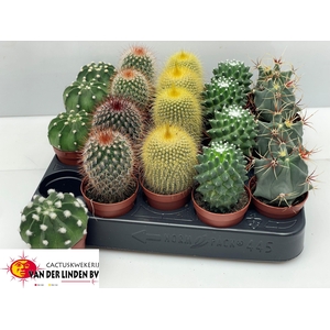 CACTUS GEM
