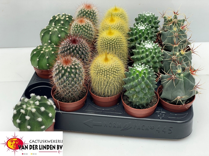 CACTUS GEM