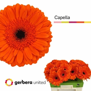 Gerbera Capella Water
