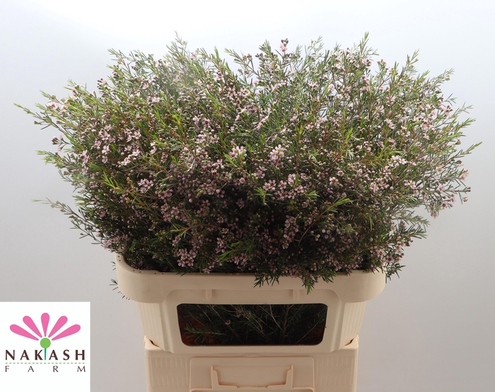 <h4>CHAME UN ROMI</h4>