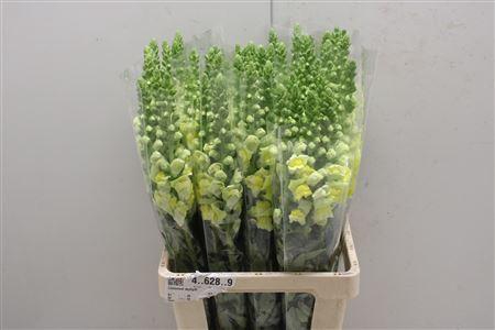 <h4>Antir Poto Yellow</h4>