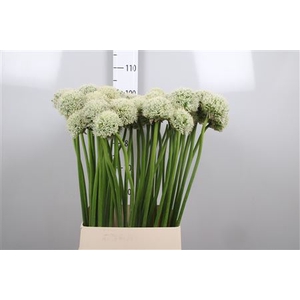 Allium White Giant