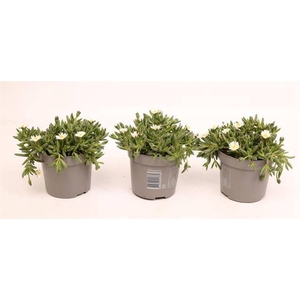 Delosperma Lido White